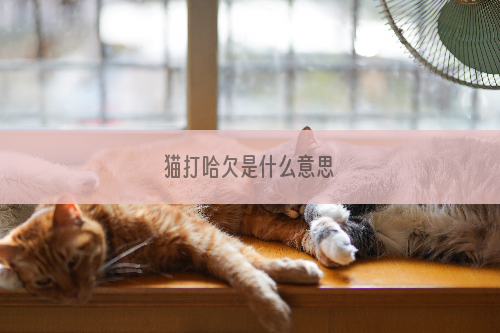 猫打哈欠是什么意思