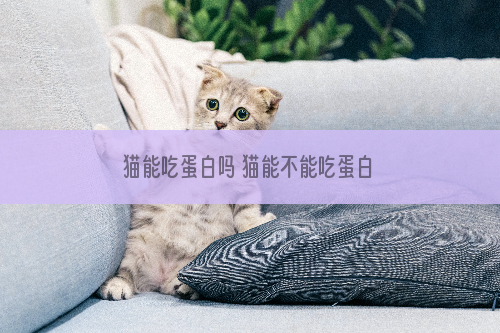猫能吃蛋白吗 猫能不能吃蛋白