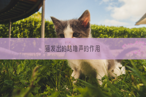 猫发出的咕噜声的作用