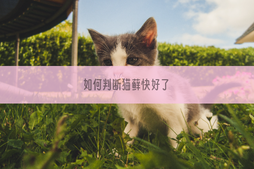 如何判断猫藓快好了