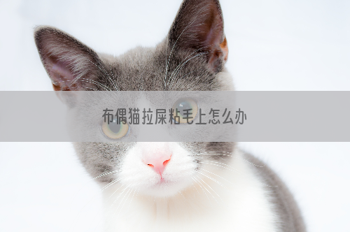 布偶猫拉屎粘毛上怎么办