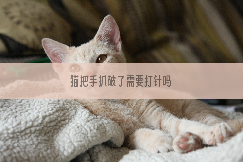 猫把手抓破了需要打针吗