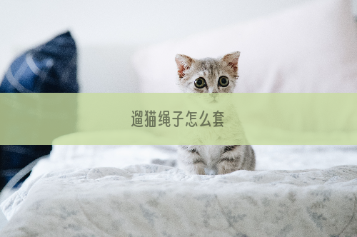 遛猫绳子怎么套