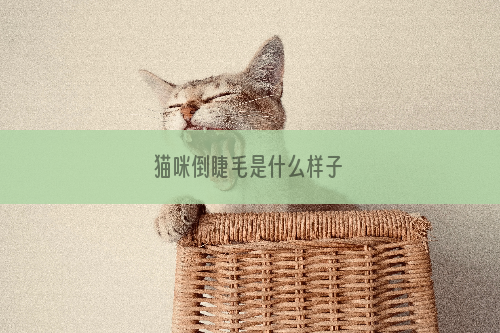 猫咪倒睫毛是什么样子