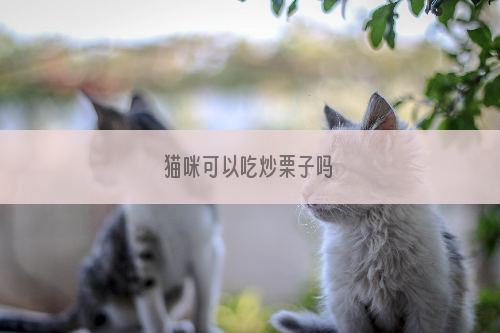 猫咪可以吃炒栗子吗