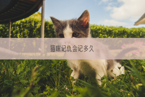 猫咪记仇会记多久