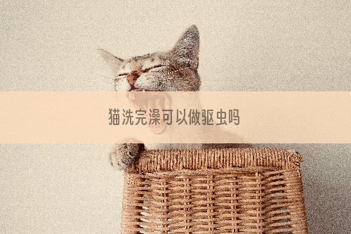 猫洗完澡可以做驱虫吗