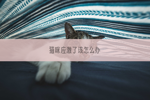 猫咪应激了该怎么办