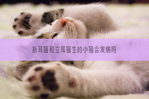 折耳猫和立耳猫生的小猫会发病吗