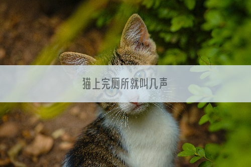 猫上完厕所就叫几声