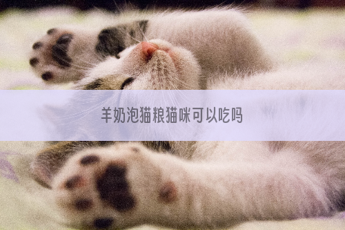 羊奶泡猫粮猫咪可以吃吗