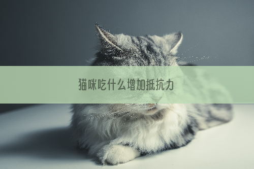 猫咪吃什么增加抵抗力