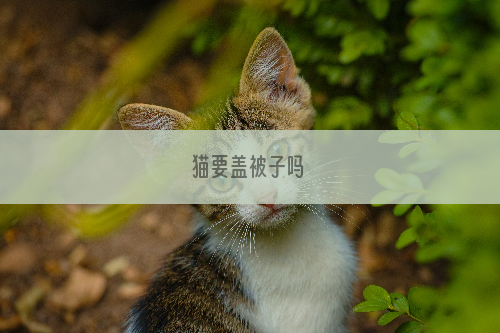 猫要盖被子吗