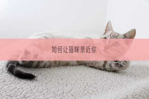 如何让猫咪亲近你
