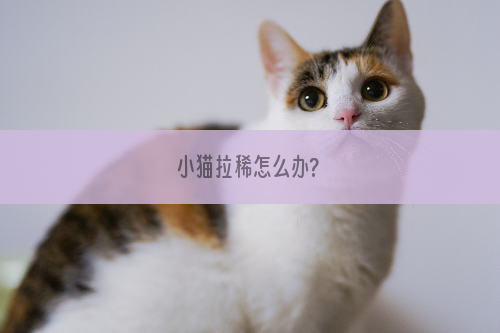 小猫拉稀怎么办?