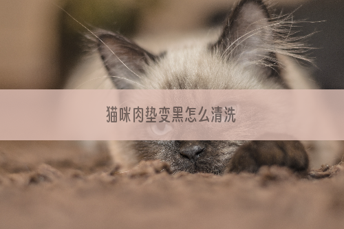 猫咪肉垫变黑怎么清洗