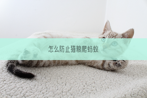 怎么防止猫粮爬蚂蚁