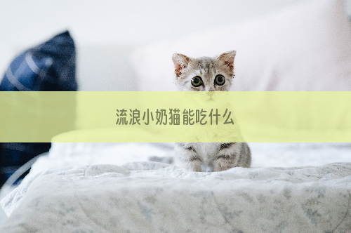 流浪小奶猫能吃什么