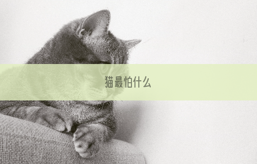 猫最怕什么