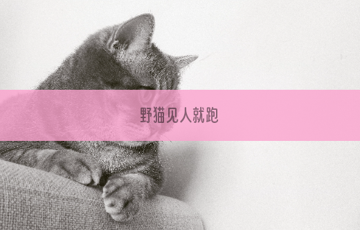 野猫见人就跑