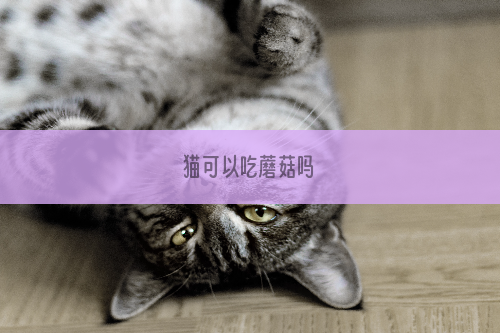 猫可以吃蘑菇吗