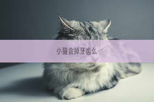 小猫会掉牙齿么