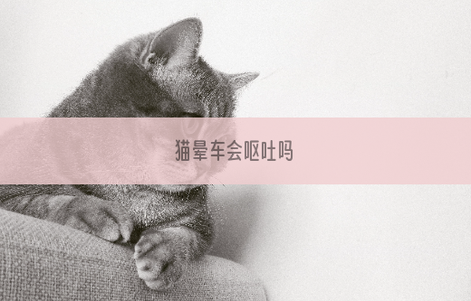 猫晕车会呕吐吗