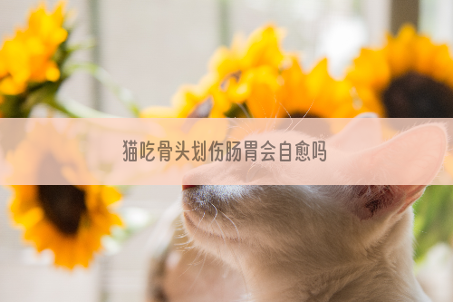 猫吃骨头划伤肠胃会自愈吗