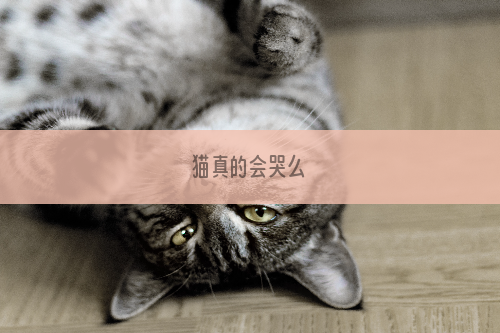 猫真的会哭么