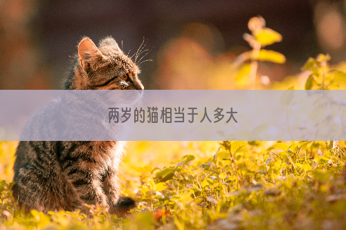 两岁的猫相当于人多大