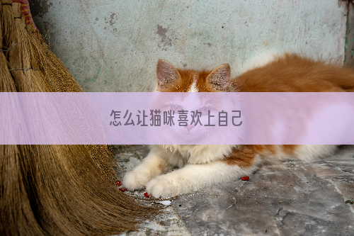 怎么让猫咪喜欢上自己