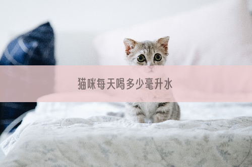 猫咪每天喝多少毫升水