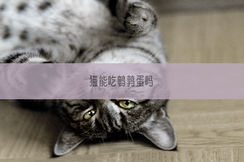 猫能吃鹌鹑蛋吗