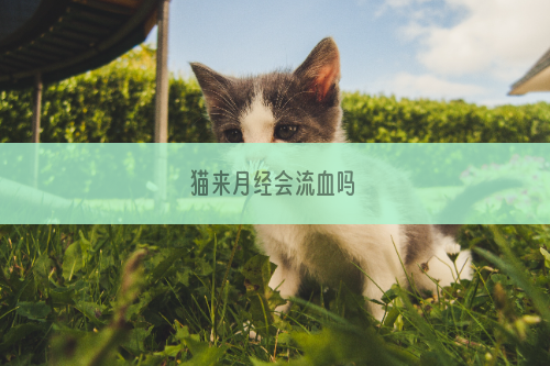 猫来月经会流血吗