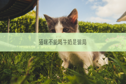 猫咪不能喝牛奶是骗局