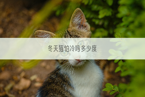 冬天猫怕冷吗多少度
