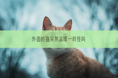 外面的猫突然哀嚎一样怪叫