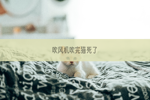 吹风机吹完猫死了