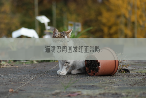 猫嘴巴周围发红正常吗