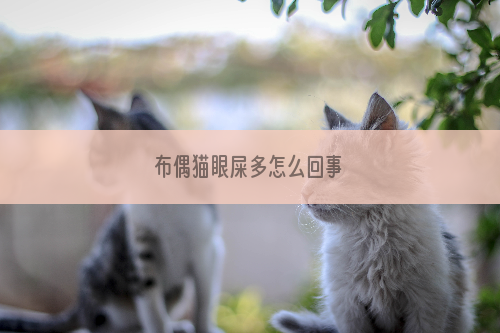 布偶猫眼屎多怎么回事