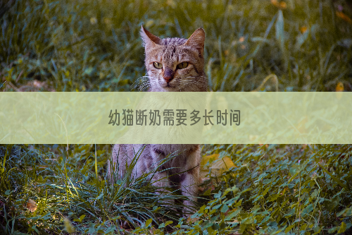幼猫断奶需要多长时间