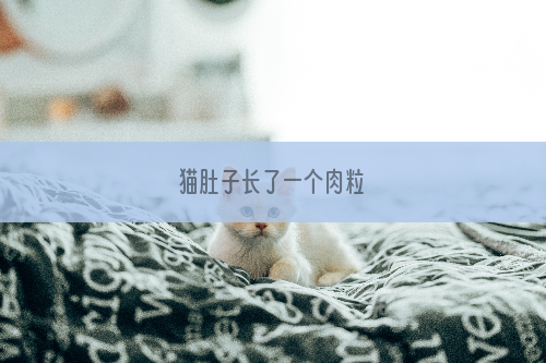 猫肚子长了一个肉粒