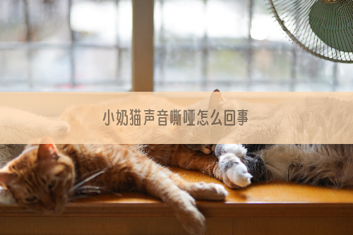 小奶猫声音嘶哑怎么回事