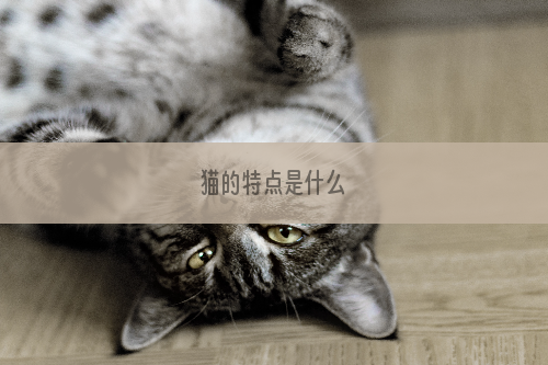 猫的特点是什么