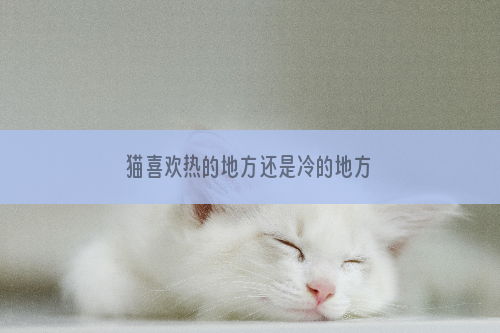 猫喜欢热的地方还是冷的地方