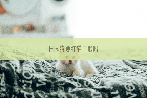 田园猫要打猫三联吗