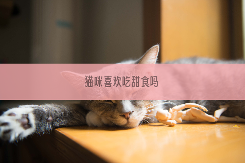 猫咪喜欢吃甜食吗