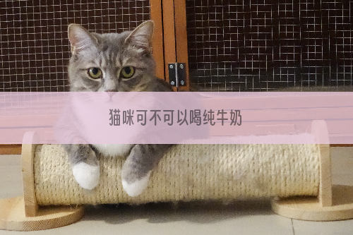 猫咪可不可以喝纯牛奶