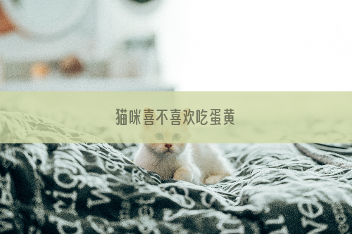 猫咪喜不喜欢吃蛋黄