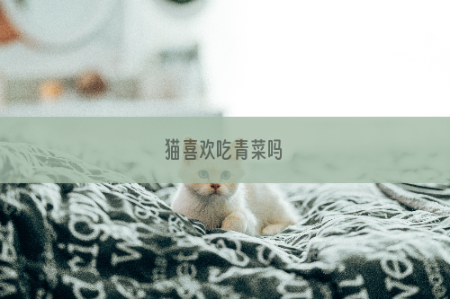 猫喜欢吃青菜吗